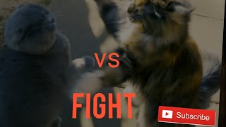 4K HDR Scotish Fold vs Maine coon FIGHT WHO WHINS ? by 3DPrintXXL xxl 532 views 4 years ago 4 minutes, 31 seconds