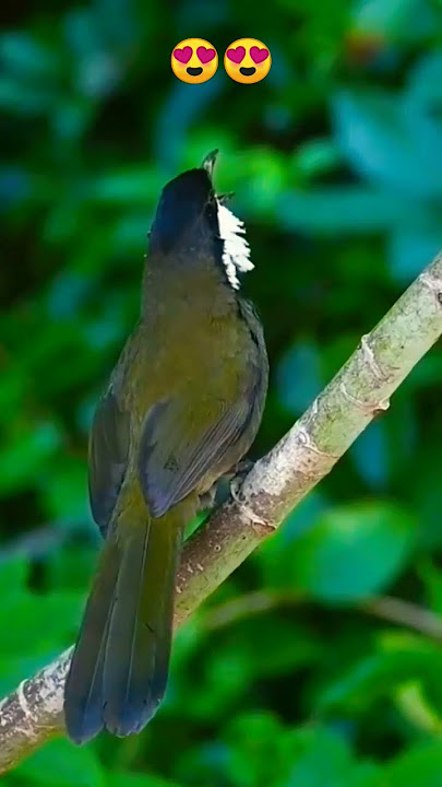 INI DIA SUARA BURUNG MELENGKING ASAL EROPA 😲😍⁉️ #burungunik #muraibatugacor #burung #shorts