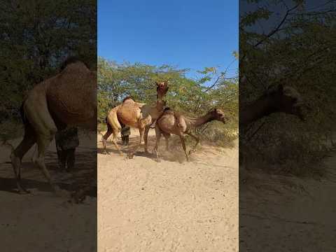 جمل كبير مع جمال شريك