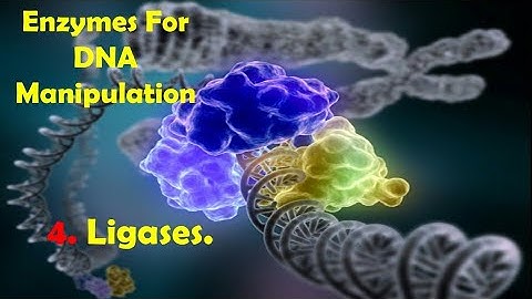 DNA Ligases and it