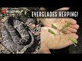 Finding a Diamondback, Cottonmouths, and a Tree Full of Baby Chameleons in the Florida Everglades!