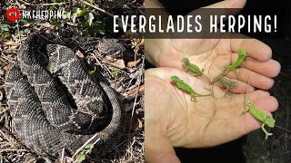 Finding a Diamondback, Cottonmouths, and a Tree Full of Baby Chameleons in the Florida Everglades!