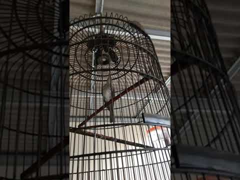 MASTERAN KAPAS TEMBAK VS SIRI SIRI FUL GACOR