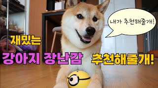 스스로 움직이는 장난감을 본 시바견의 반응 | 강아지 장난감 추천 | 지능형 탈출장난감 | 미니언즈 탈출 장난감 | epi. 30
