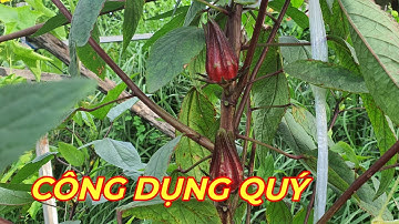 HOA BỤP GIẤM( ATISO ĐỎ) - CÔNG DỤNG TUYỆT VỜI  quý hơn  tiền triệu không thể bỏ qua