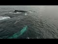 Ballenas jorobadas en Costas ecuatorianas