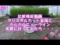比較検証動画　クリスタルカット苗箱とカルカルニューライン　実際に計ってみたら・・