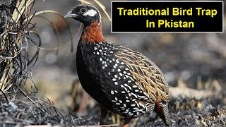Best Traditional Bird Trap for partridge, Grey & Black francolin