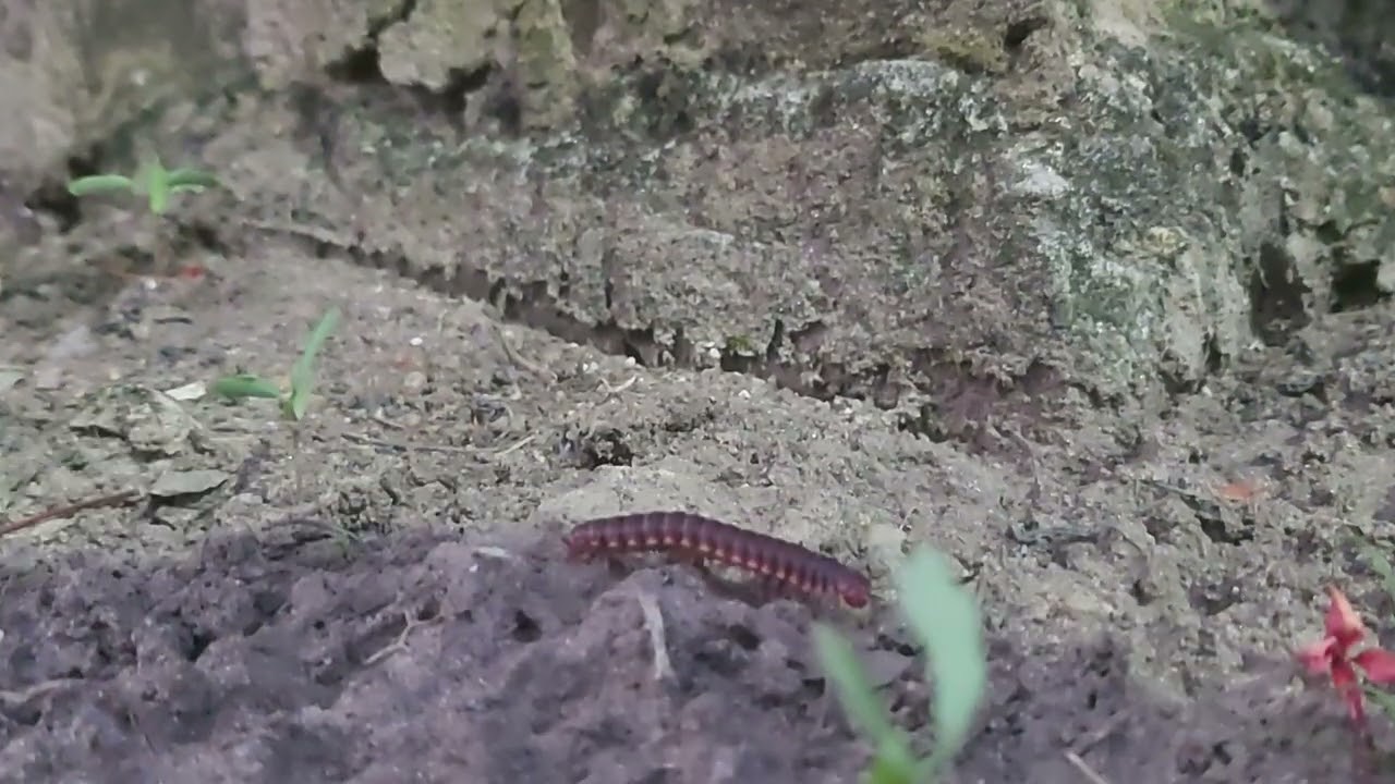 🐛