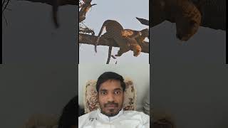 what a moment of Tiger #animals #wildlife #ajjubhaiinmymatch #funny #nature #animalfriends