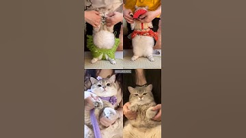 Cats doing this new Egypt trend 😂🎀 #hridis_aesthetic #cat #shorts