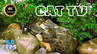 Cat TV for cats to watch 🐱- CUTE SUMMER BIRD 🐦| HD4K
