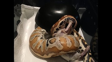 Blood Python feeding #4