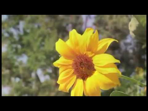 „გზა ევროპული განათლებისკენ“ - Tsiskara Pachulia - Цискара Пачулия - ცისკარა  ფაჩულია...