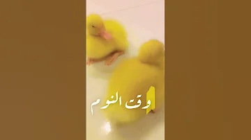 يوميات بطة وقت النوم 