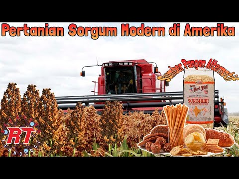 Video: Bagaimana lift gandum mengubah pertanian?