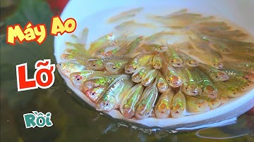 Lỡ Kế Hoạch Máy Ao - Đi Tát Vét Vệ Đê Được Hàng Chục Cân Cá Và Đòng Đong Thả Bể / Quế Nghịch