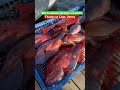 Easy limit on red snapper Texas style. #redsnappers #fishing #facebook #tiktok #instagram #ytshort
