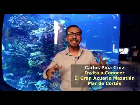 Así Abrió sus Puertas al Público el Gran Acuario Mazatlán Mar de Cortés Mayo 6 de 2023 Espectacular