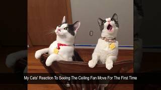Overdramatic cats who deserve an oscar