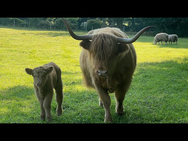 We love your cow!' - Lake Highlands