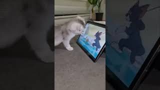 Kitten Is Watching Tom And Jerry On The Ipad