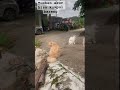 Kumpul saudara #cat #kucinggemoy #pets #funny #kucing #catvideos #cats #imut #shorts #fypシ #viral