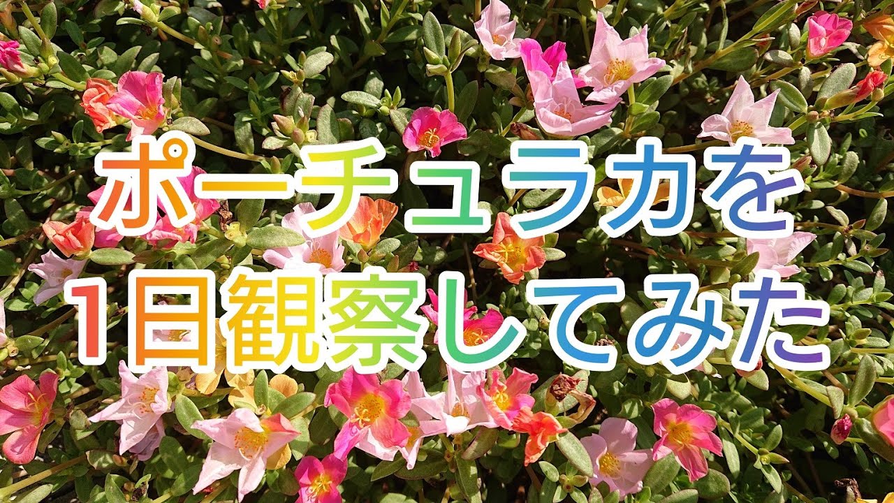 ポーチュラカ 1日観察してみた Youtube
