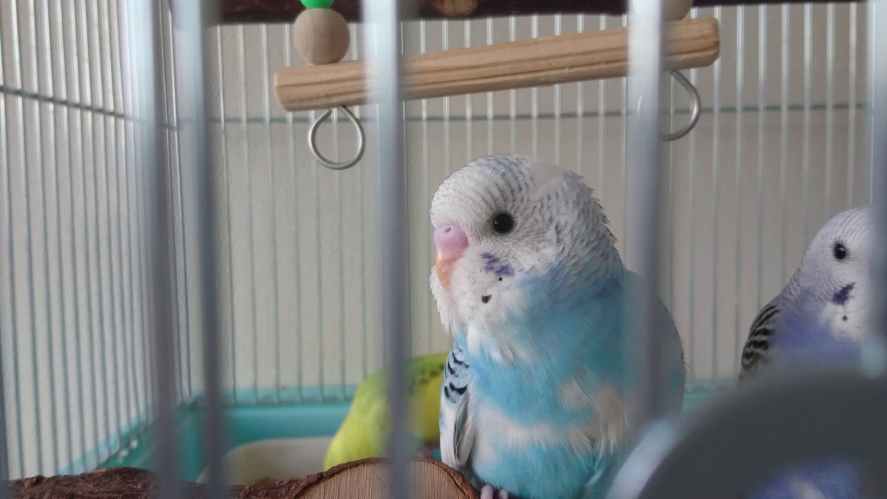 セキセイインコ雛甘い鳴き声2 Budgie S Sweet Sound Part 2 Youtube セキセイインコ雛甘い鳴き声2 Budgie S Sweet Sound Part 2 Youtube