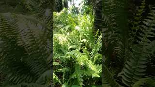 Download Lagu Forest Beauty 🌿 #music #guitarcover #cover#trend #whatsappstatusvideo#nature #srilanka #travel#love MP3 Download Lagu Forest Beauty 🌿 #music #guitarcover #cover#trend #whatsappstatusvideo#nature #srilanka #travel#love MP3