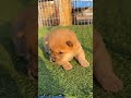 A chubby little cutie with small ears, A chubby little cutie with small ears and a silly mouth #9