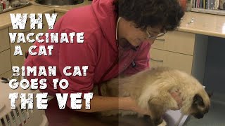 Why vaccinate a cat | Biman cat goes to the vet by Cat's Diary 519 views 4 years ago 10 minutes, 24 seconds