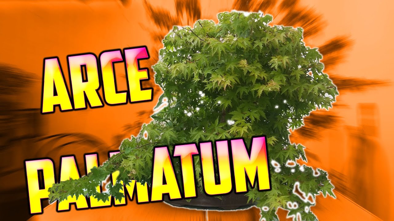 Arce Palmatum