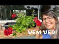 FLOREIRA NA JANELA/ JARDIM LINDO E CHEIO DE FLORES 🌺🌺🌺! VEM VER 🌺