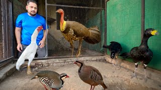 Yellow Knobbed Curassow Breeding Farm, Red Golden Pheasant, Ground Birds Farming, Hsn Entertainment by HSN Entertainment 8,036 views 3 weeks ago 9 minutes, 3 seconds