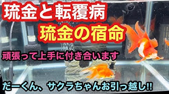 転覆病 Youtube