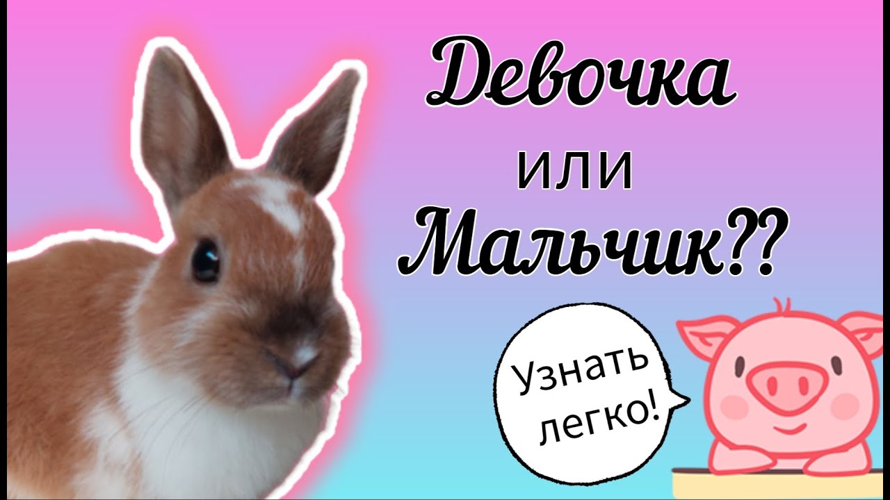 Как определить пол декоративного крольчонка. Очень быстрое и понятное объяснение.