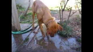 &quot;Doggie Zen&quot; or &quot;Who Put All These Bubbles In My Mud Puddle?&quot;