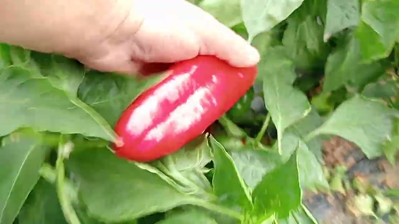 Legumele din buruiana !