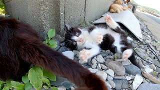 ママ猫の尻尾で無邪気に遊ぶハチワレ子猫が可愛すぎる