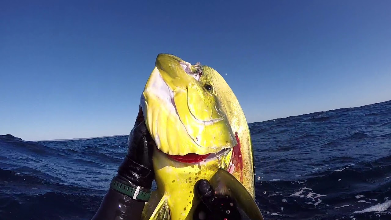 Queensland spearfishing underwater fish identification guide draft 4