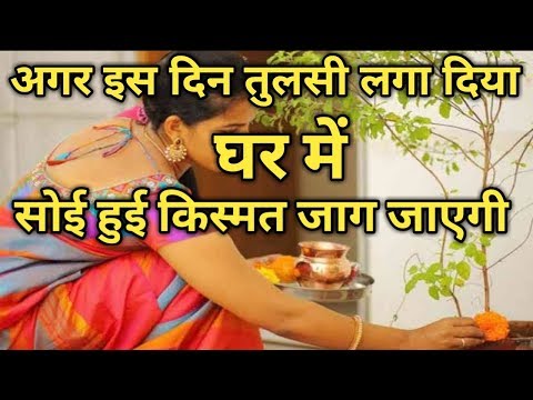 वीडियो: आपको फोर्सिथिया कब लगाना चाहिए?