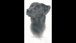 How to Paint a Black Labrador Dog in Watercolor, Course Preview