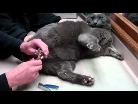 How To Remove Nail Caps On Cats