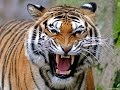 Эмоции тигра - tiger emotions!!!