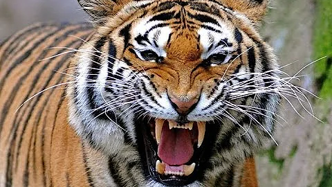 Эмоции тигра - tiger emotions!!!