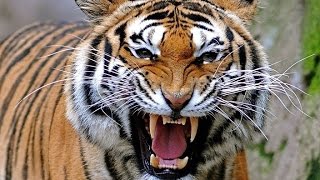 :   - tiger emotions!!!