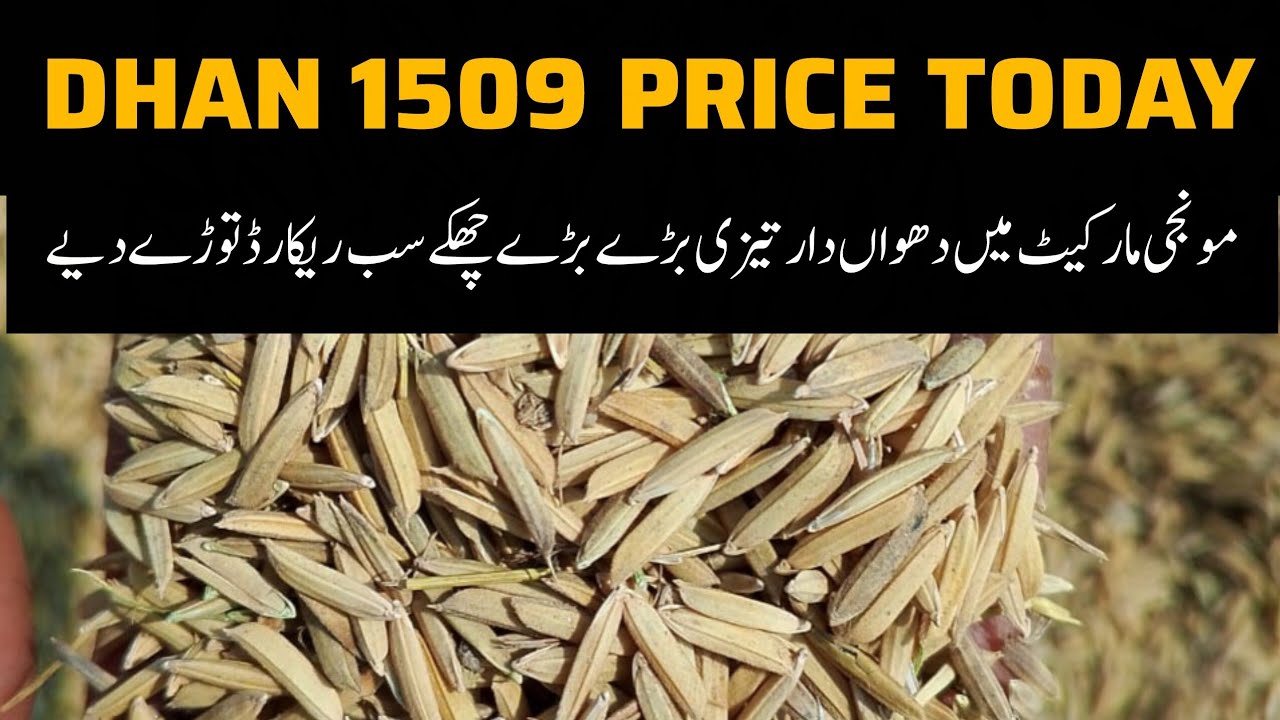 DHAN PRICE TODAY OKARA MANDI PAKISTAN // Monji Today's Price 22.10.2025