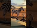 Baby Giraffe Trapped in a Ditch… Tourists Guide It to Safety! 🦒