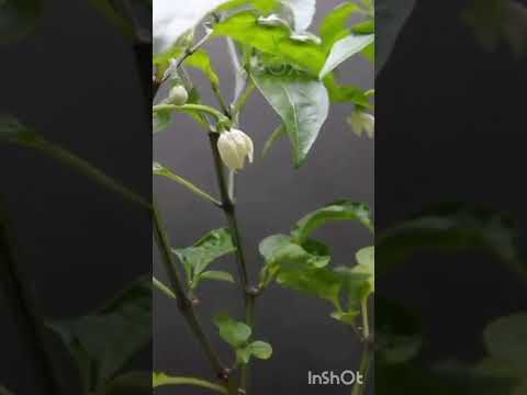 Video: Rastlina paprike Jalapeno: gojenje in skrb za papriko Jalapeno